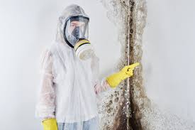 Best Environmental Consulting for Mold Prevention in USA